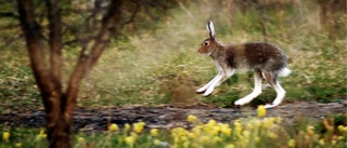 Rörelsehindrade jägare diskrimineras i skogen