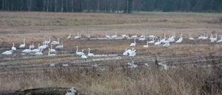 Sångsvanar rastade