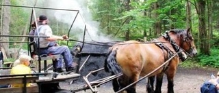 Islandshästar och smådjur nyheter på Strömsbergsdagen