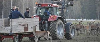 Nytt slakteri byggs i Heby