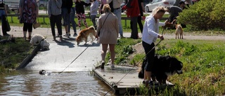 Promenad för hemlösa hundars väl