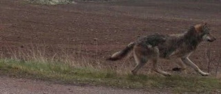 Flera har sett varg i kommunen