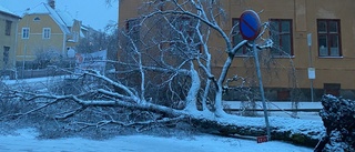 Träd över vägar och flera bilar i diket i snövädret