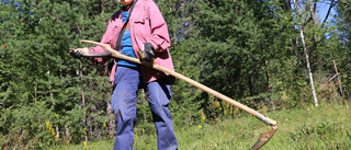 Höslåtter räddar ängsfloran   