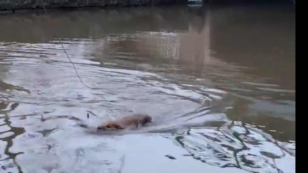 En bäver var på besök vid Färjestadsbron i Sigtuna vid 15-tiden på tisdagen. Bävern satt först i godan ro i strandkanten 
