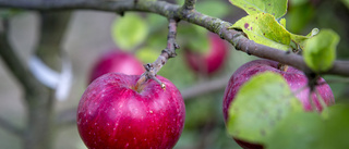 Erbjudandet: Plocka frukten - helt gratis