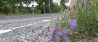 Trafikfarligt med övervuxna dikesrenar