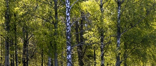 Skellefteås stadspark — varför togs det inga bilder?