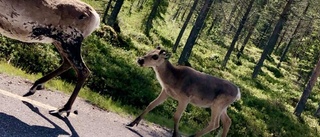 Mer än hälften av årets renkalvar har dött