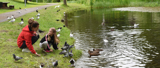 Fåglar lockar till Nordanåparken