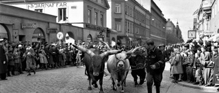 Oxar tog täten i Majkarnevalen