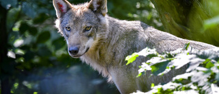 Hund attackerad av varg under älgjaktspremiären