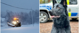 Polishunden Luna grep plogtjuv – nu hyllas hon