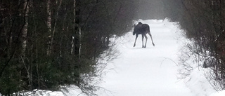 Läsarbilden: Älghaiku         