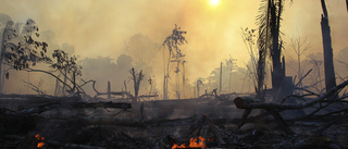 Regnskog hotas av minskande regn