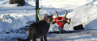 Under läckan var katten på plats vid brandpostkranen