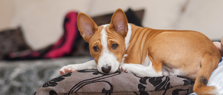 Risk för hundproblem när hemjobb avslutas