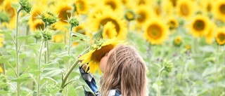 Solig sommarbild vann i juli