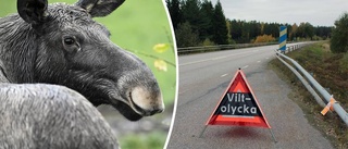 Fler viltolyckor – men ingen påkörd älg