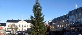 Granen står grön och grann på torget