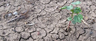 Träd är vapnet mot hunger och klimatförändringar