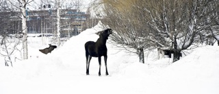 Polisen: "Älgarnas värsta vinter på många år"