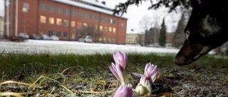 Nu ska Luleås små parker få namn