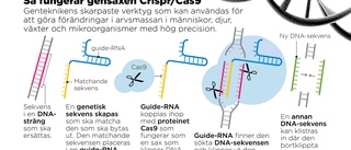 Stopp för fixande med gener för att bli snygg