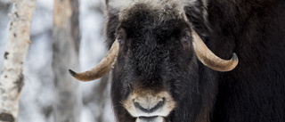 Hemtam myskoxe i Jämtlandsfjällen har fått flytta på sig