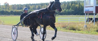 Solvalla och bygdetrav - tvära kast för Hanna Olofsson