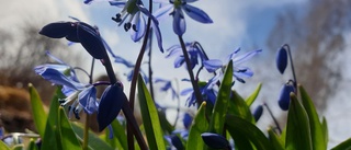 Läsarbilden – det blommar i Badhusparken