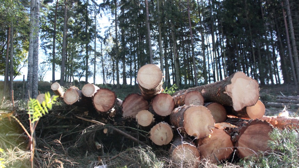De värden skogen skapar borde stanna lokalt, menar debattören, som är kritisk till att nuvarande skatteregler pytsar iväg skattepengar från skog till andra kommuner än där skogen vuxit.
