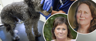 Veterinärförbundet om bristen: ”Skulle kunna bli katastrof i sommar”  