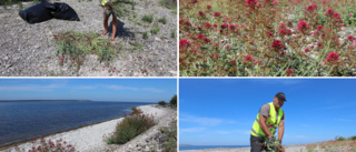 Den vackra pipörten kan ta över stranden