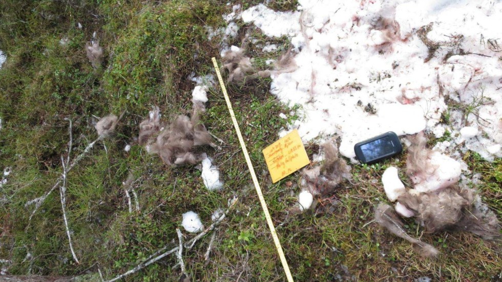 Enligt länsstyrelsen har samebyn fejkat skottplatsen för att dölja att snöskoter använts i skyddsjakten. Enligt villkoret för skyddsjakten får snöskoter endast användas för att ringa in björnen.
