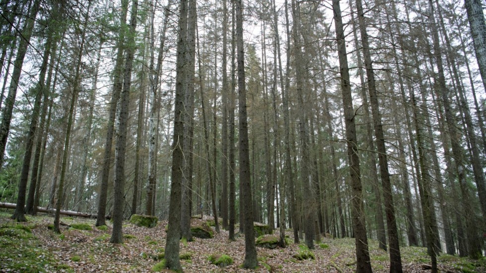 Granbarkborrens framfart kan leda till så kallade "skelettskogar". Arkivbild.