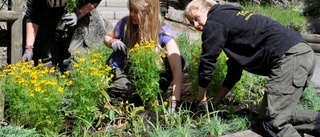 Djurparken blomstrar alltmer