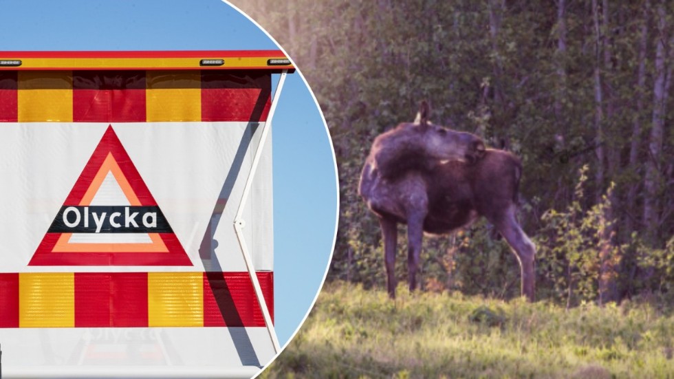 En älg kan vara svår att upptäcka i höstmörkret, vilket var vad som orsakade en bilolycka på E20 vid Läggesta i fredags. Bilden är en genrebild.  
