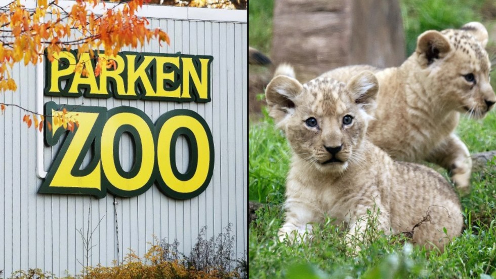 Förra året dog fem asiatiska lejonungar på Parken Zoo. Varför är okänt för både tidningen och organisationen Djurrättsalliansen.
