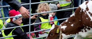 Besöksrekord vid årets betessläpp