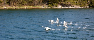 Naturreservatet hämmar utvecklingen i Gryt