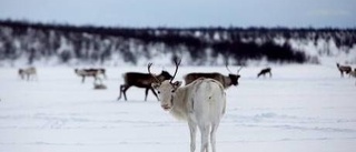 Ökad rätt att försvara tamdjur