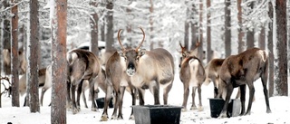 Katastrof för samebyarna i Kiruna