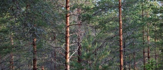 Knäckesjuka skadar tallskogen