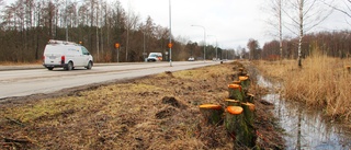 Onödigt ta ned så många träd på Lindövägen