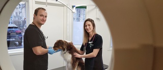 Piteå blev hemma för polska veterinärparet: "Här är ett kallare klimat men människorna är varma inuti"