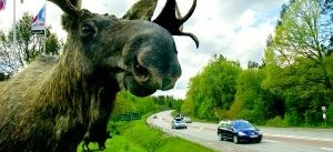 Varje dag krockar minst 90 
bilister med älg eller rådjur