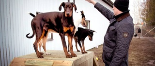 Premiär för Västerviks första hundpark