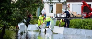 Regnet kan dränka potatisen