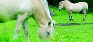 Prisbelönta fjordhästar i Stuteri Unik